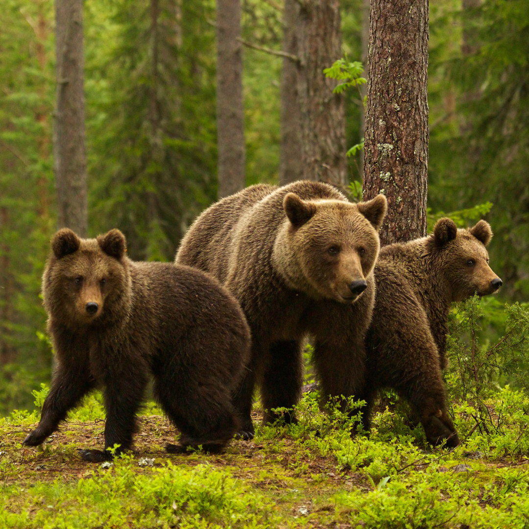 Camp Moose Trail - Golden, BC - Bear Aware 1