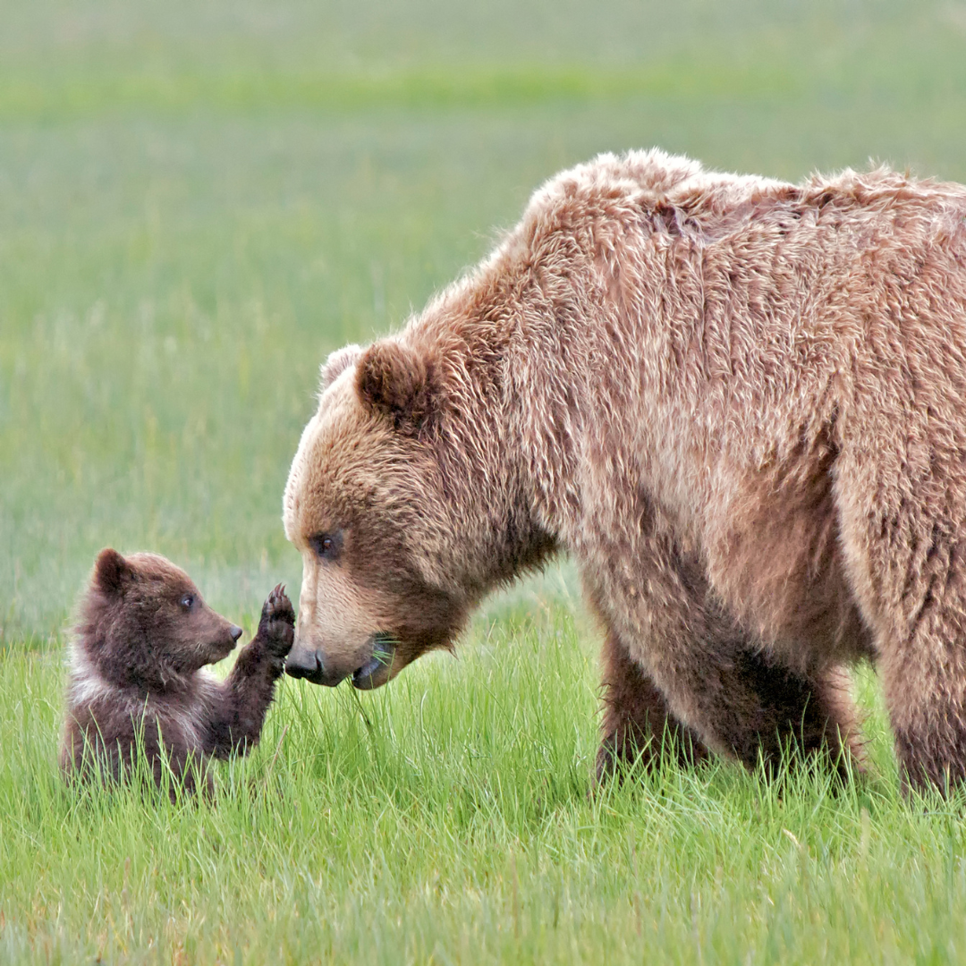 Camp Moose Trail - Golden, BC - Bear Aware 2