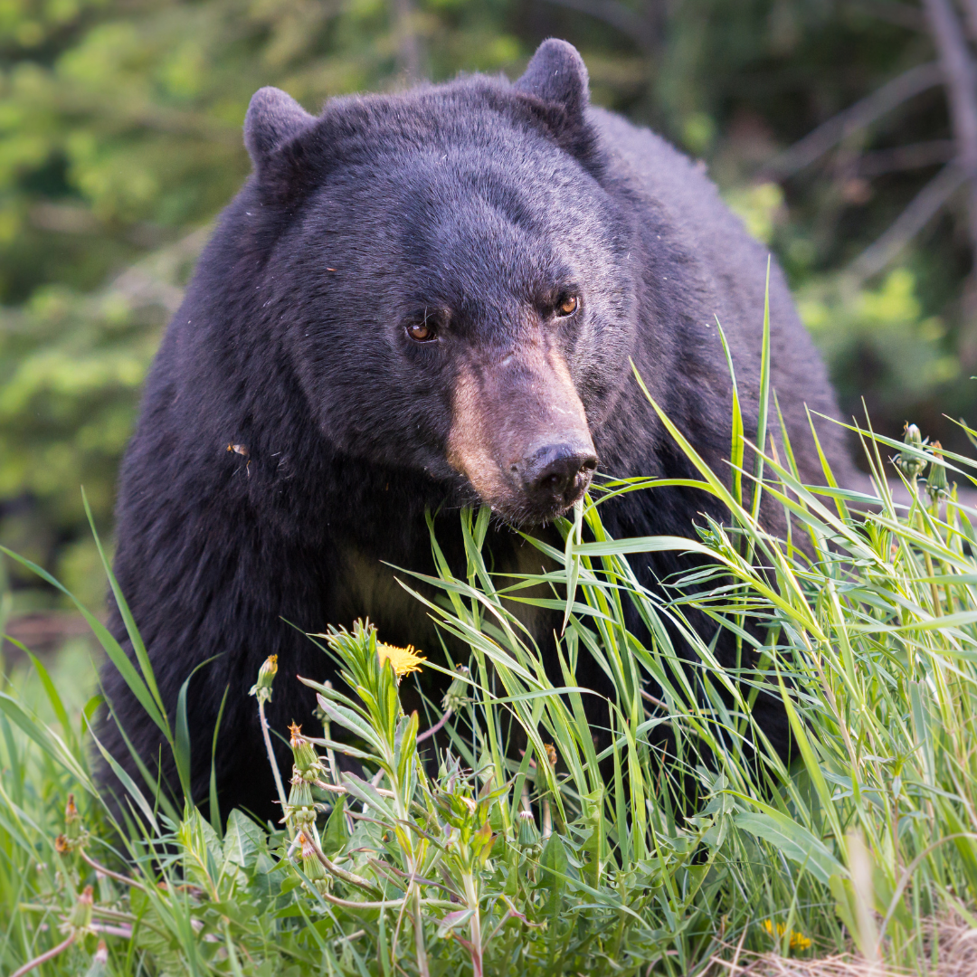 Camp Moose Trail - Golden, BC - Bear Aware 3