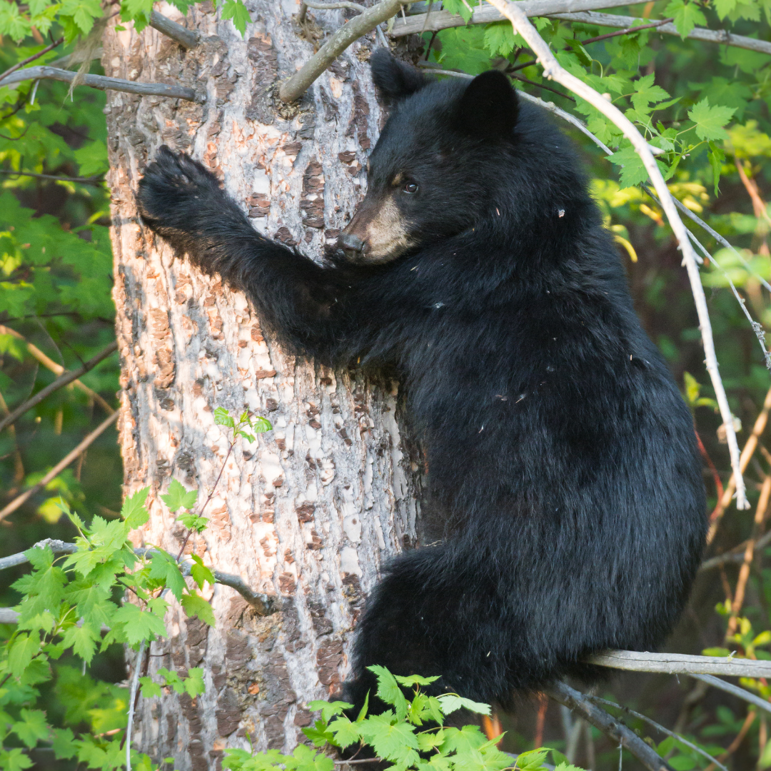 Camp Moose Trail - Golden, BC - Bear Aware 4