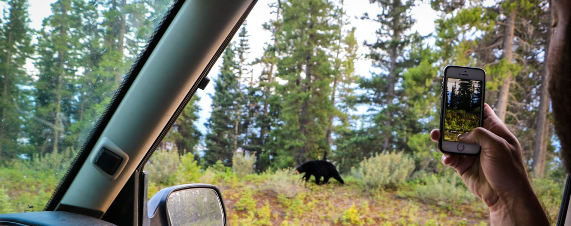 Camp Moose Trail - Golden, BC - Wildlife banner
